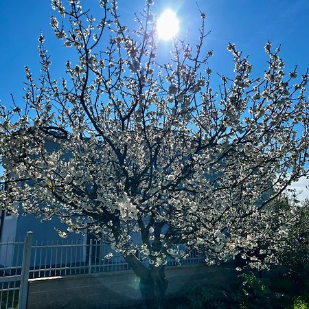 A Casa Di Marco Guesthouse - Apt Di Ciampino E Stazione Per Roma Marino Exteriér fotografie